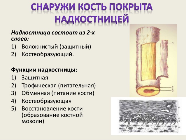 Строение и функции надкостницы
