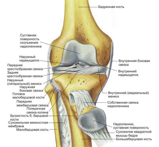 Строение колена