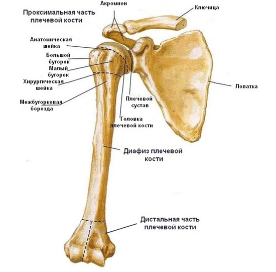 Строение костей плеча до локтя