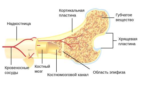 Строение кости