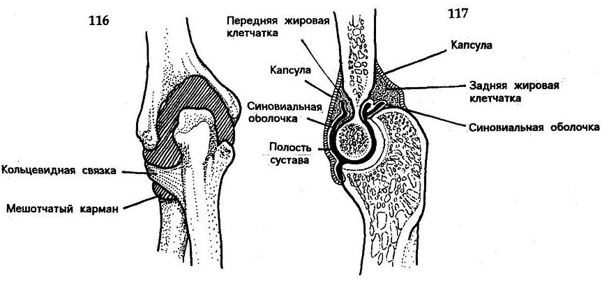 Строение локтевого сустава