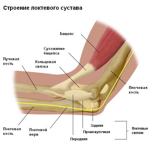 Строение локтевого сустава