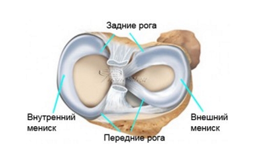 Строение мениска