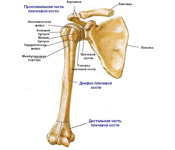 Строение плечевых костей
