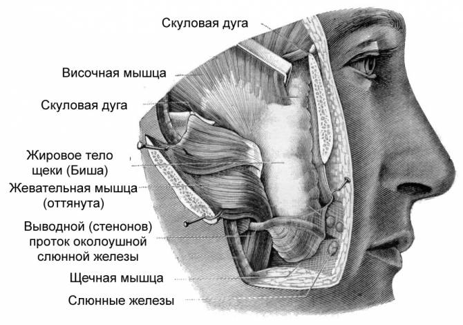 Строение щеки