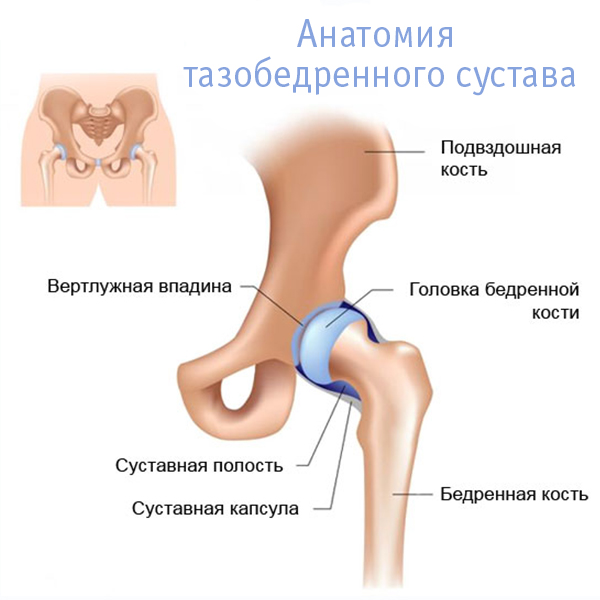 Строение тазобедренного сустава человека