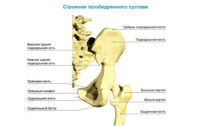 Строение тазобедренного сустава