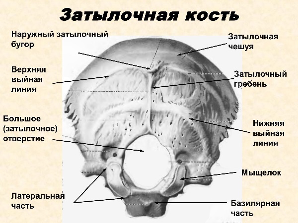 Строение затылочной кости