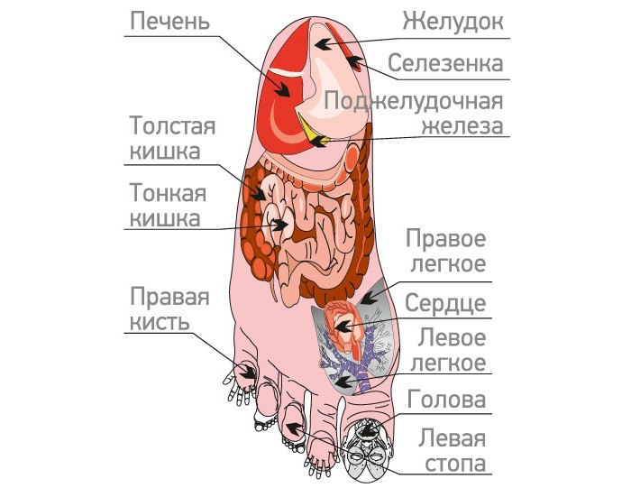 Точки на стопе, отвечающие за органы