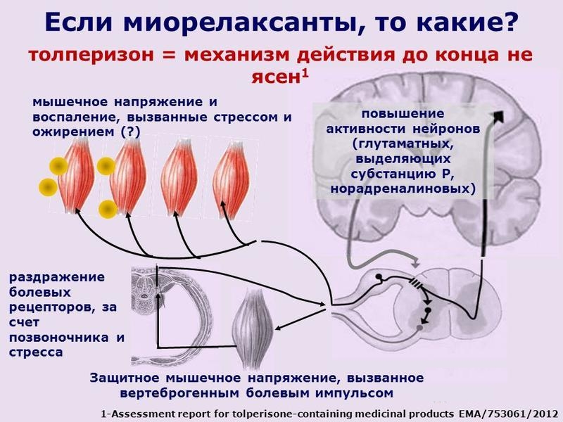Механизм действия Толперизона