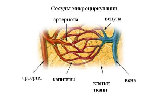 Лечение застоя микроциркуляции сосудов при помощи банок