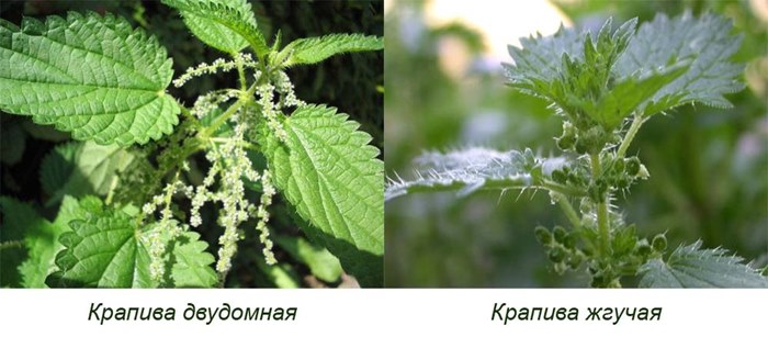 Виды крапивы