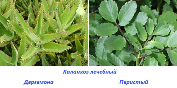 Виды лечебных каланхоэ