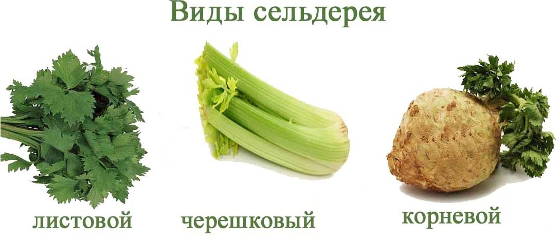 Виды сельдерея