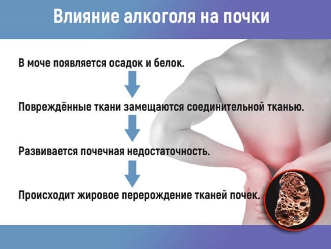 Влияние алкоголя на почки