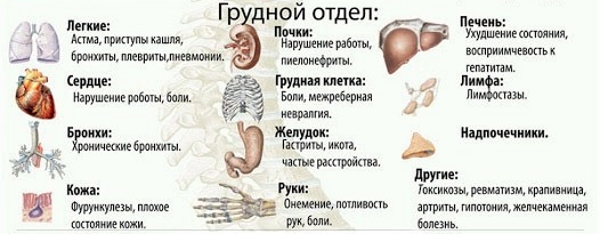 Влияние грудных позвонков на внутренние органы