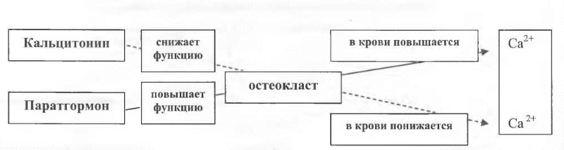Влияние кальцитонина на остеокласты и кальций