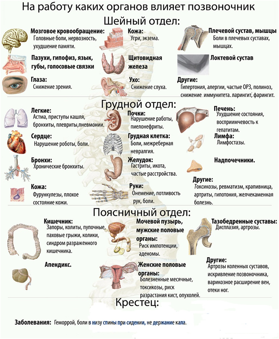 Влияние позвоночника на органы