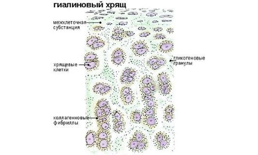 Возобновление гиалинового хряща