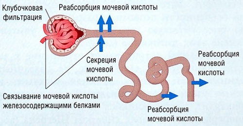 Выведение мочевой кислоты