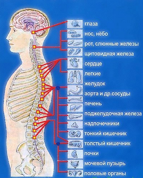 Влияние отделов позвоночника на органы